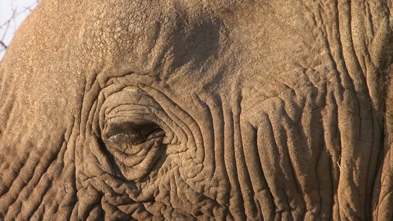 elefante africano macho alimentándose de arbustos secos, detalle del ojo de elefante con pestañas, algunas ramitas moviéndose en primer plano
