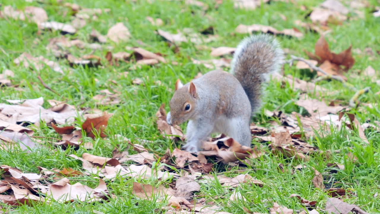 Eastern Gray Squirrel burying its nut on lawn in park