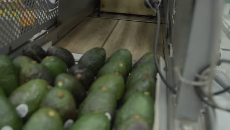 slow motion: avocados being packed at michoacan