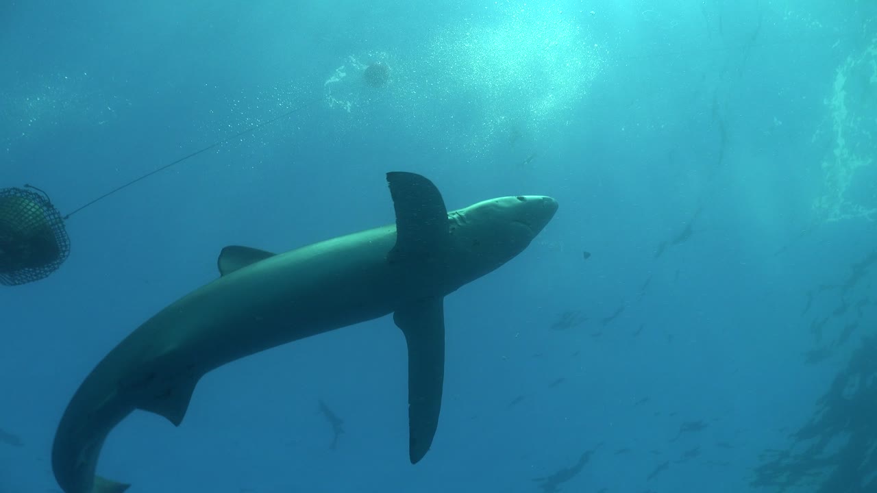 tiburón azul nadando cerca de la superficie recogiendo cebo y pasando la caja de cebo