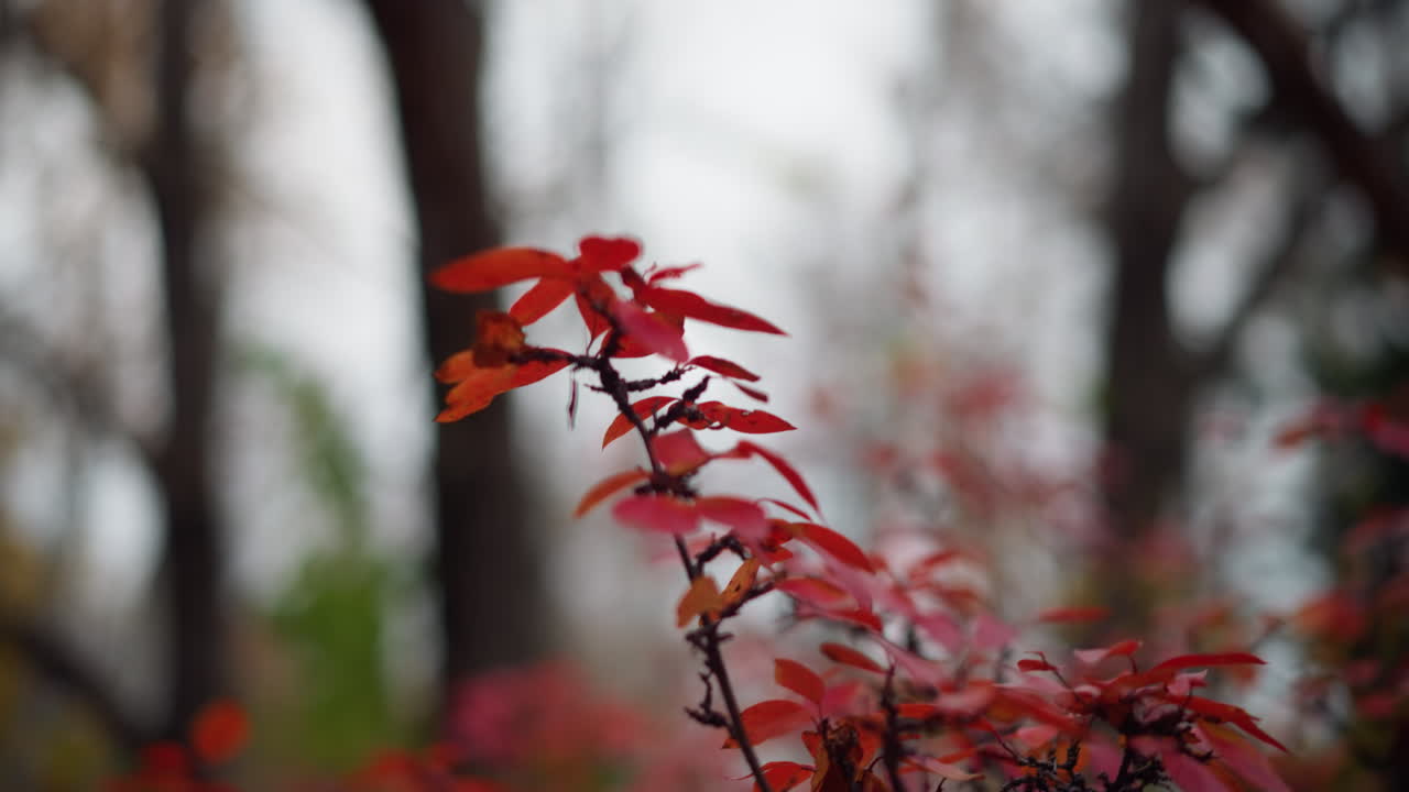 View of red autumn flowers with blurred background featuring trees in a peaceful natural setting, vibrant fall colors capturing essence of seasonal beauty and warmth