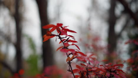 view of red autumn flowers with blurred background featuring trees in a peaceful natural setting, vibrant fall colors capturing essence of seasonal beauty and warmth