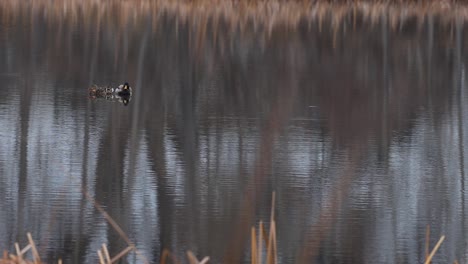 A-mallard-and-his-mate-float-peacefully-on-a-cold-winter-pond