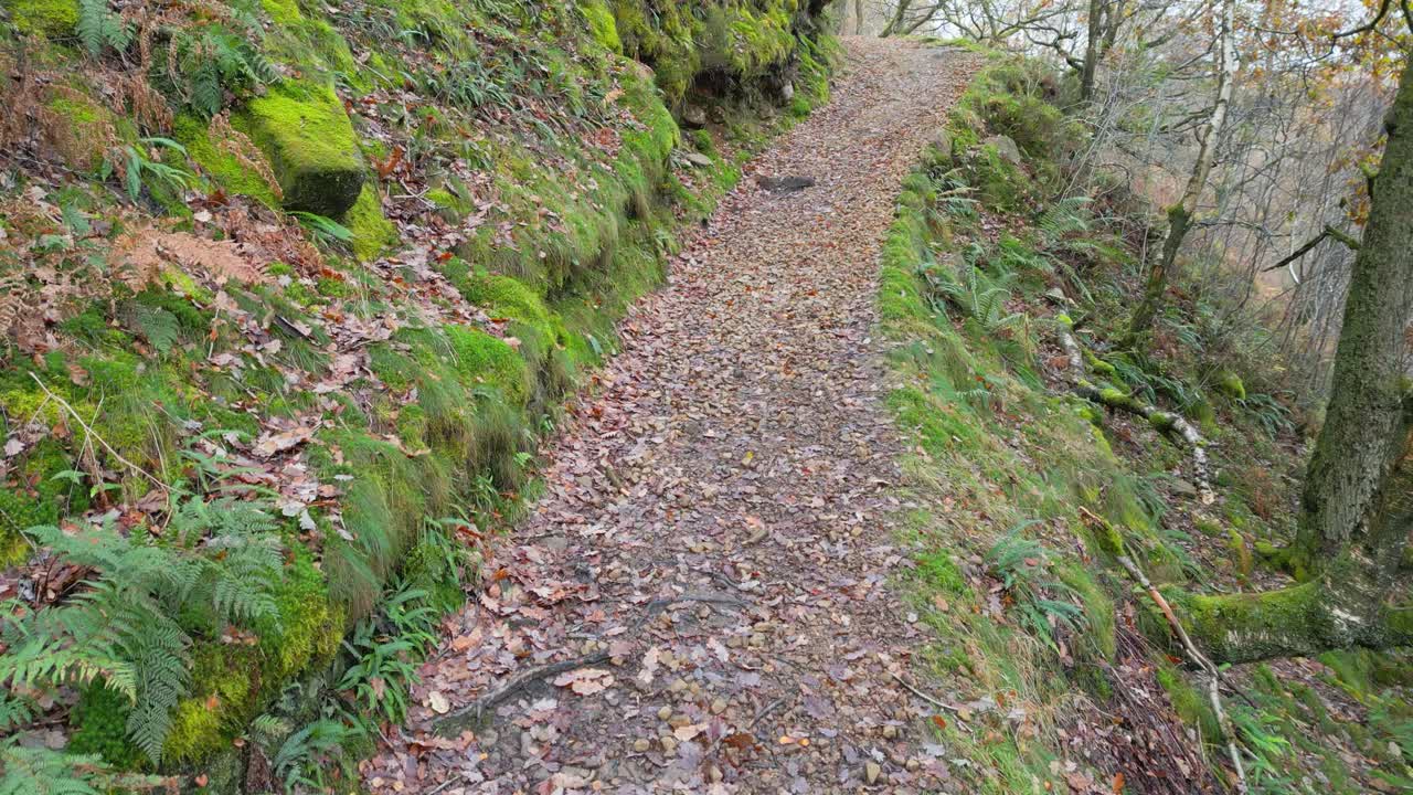 sendero, sendero de campo, que conduce a través de bosques a lo largo de la orilla de un río de páramo