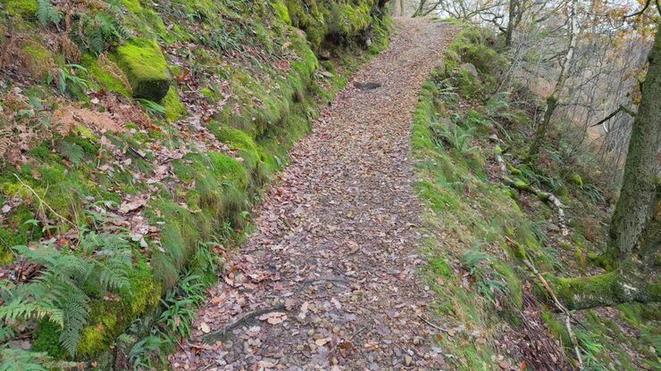 Sentiero, percorso rurale, che attraversa boschi lungo il fianco di un fiume di brughiera