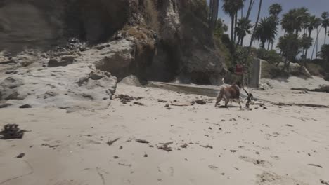 Hund-Spielt-Am-Wunderschönen-Strand-Kaliforniens-–-4K-Log,-Unbewertet