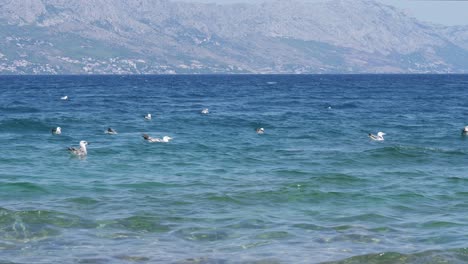 Sea-birds-swimming-in-the-sea