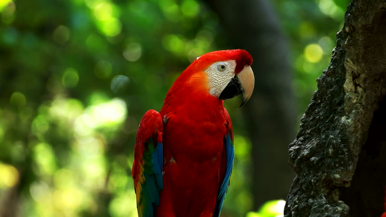 guacamayo escarlata en un parque en el ecuador