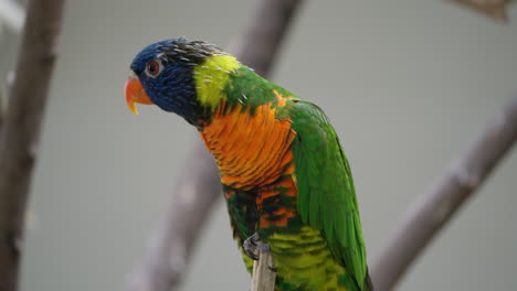 Regenbogen-Lorikeet-Lory-Thront-Auf-Einem-Zweig,-Lebendiger-Und-Farbenfroher-Papageienvogel-Aus-Nächster-Nähe