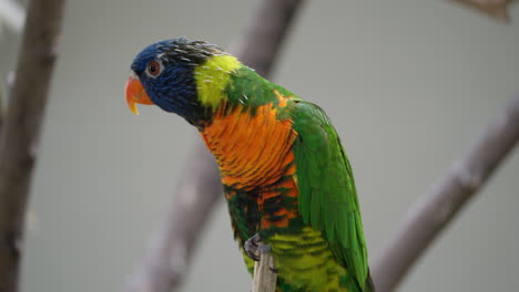 arco iris lorikeet lory encaramado en una ramita vibrante y colorido pájaro loro primer plano