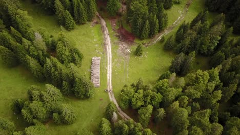 drone aerial view of a natural path next to a fir forest