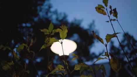 garden lamp at dusk during blue hour shinning on fragile leaves and stems