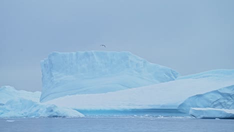 stunning icebergs in antarctica