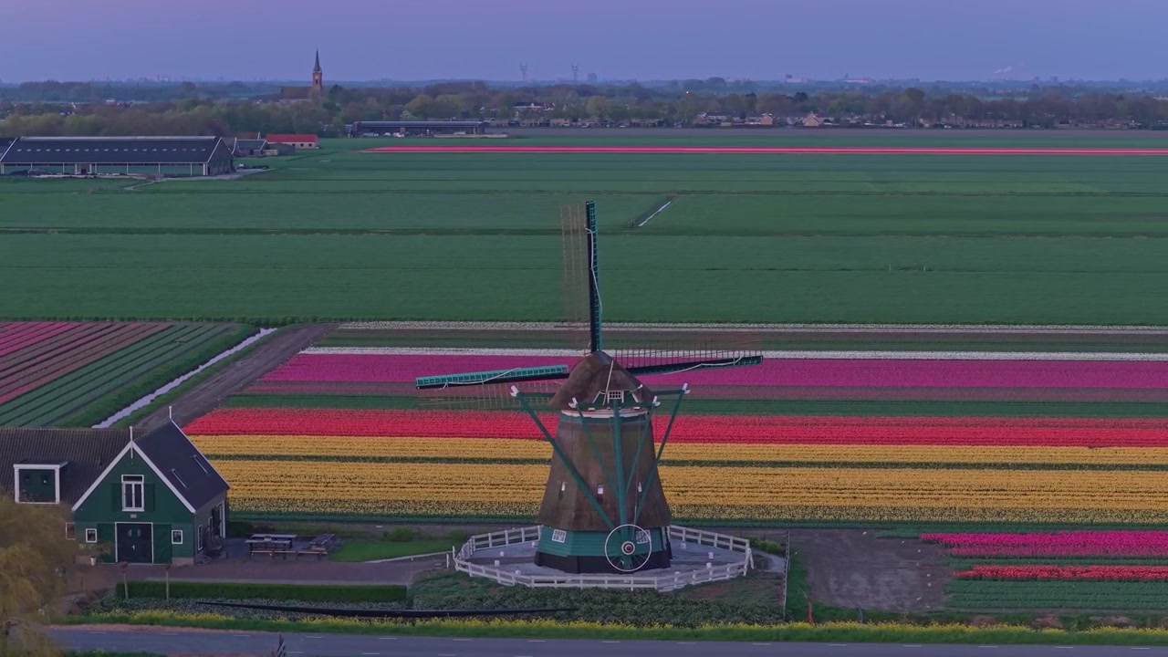 Mulino a vento tradizionale olandese che si erge tra campi di tulipani colorati in Olanda
