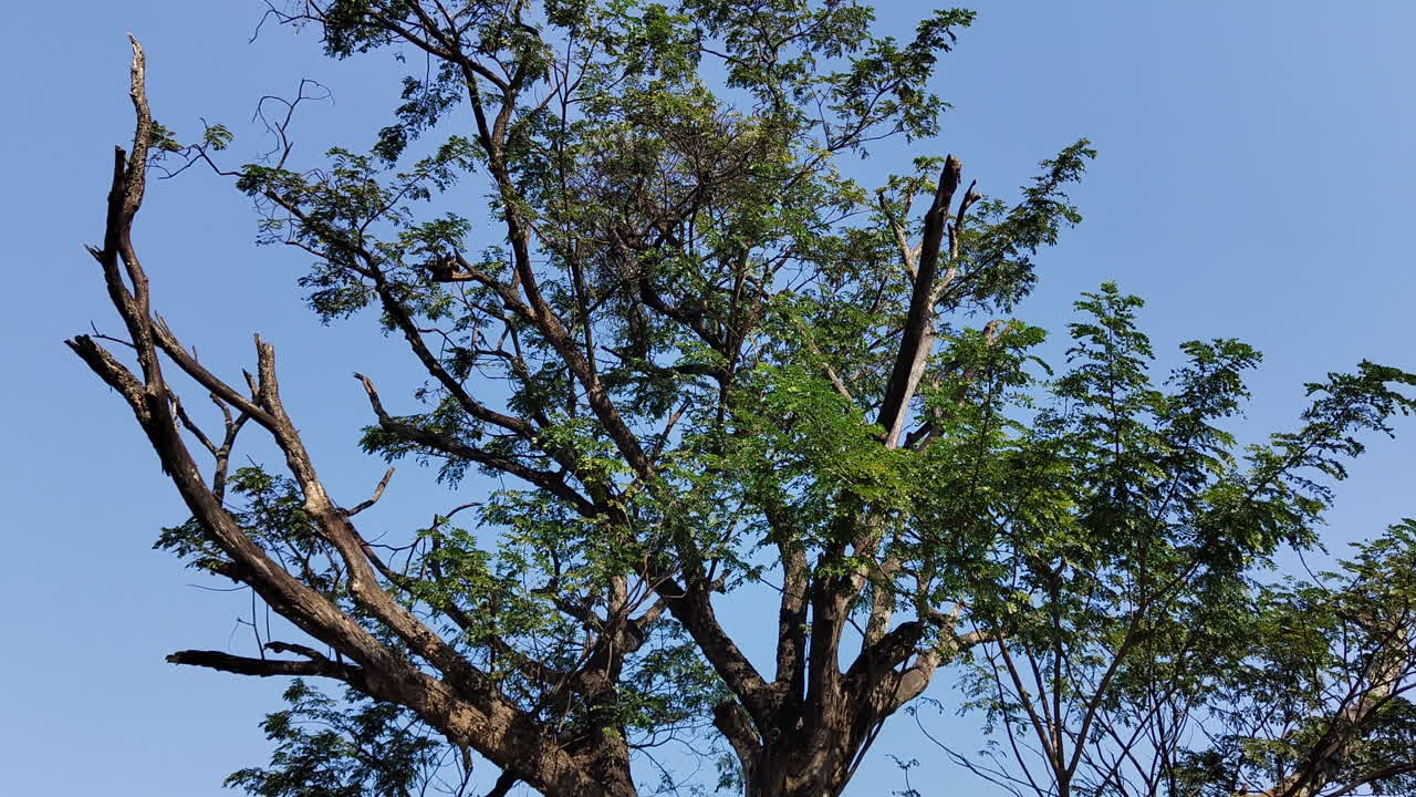 A gentle tilt captures the intricate canopy of a tree, accentuated by some dead branches