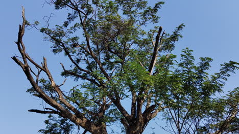 A-gentle-tilt-captures-the-intricate-canopy-of-a-tree,-accentuated-by-some-dead-branches