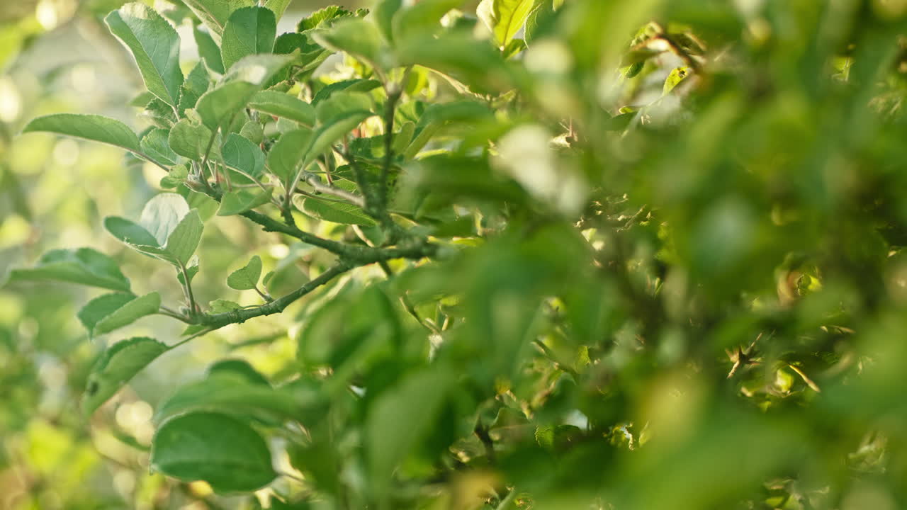 otoño, primavera o verano telón de fondo de hojas verdes exuberantes de un árbol susurrando suavemente en el viento, el enfoque siendo arrastrado de primer plano a fondo