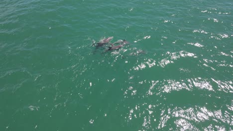 delfines nadando y buceando de regreso al fondo del mar azul en un día soleado
