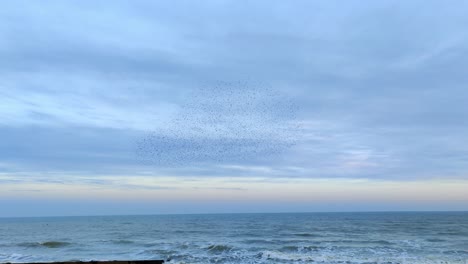 group of starling birds flying in formation murmuration