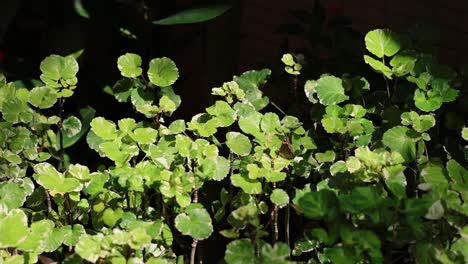 la luz del sol parpadea a través del follaje verde vibrante.
