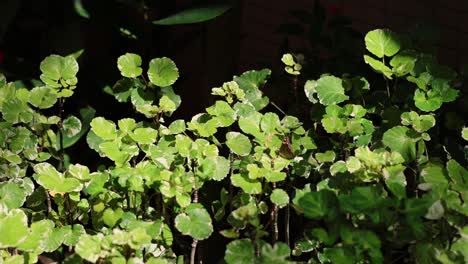 sunlight flickers across vibrant green foliage.