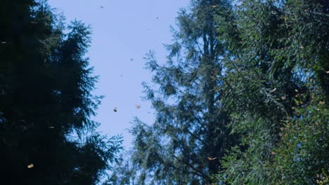 monarch butterflies in flight over forest