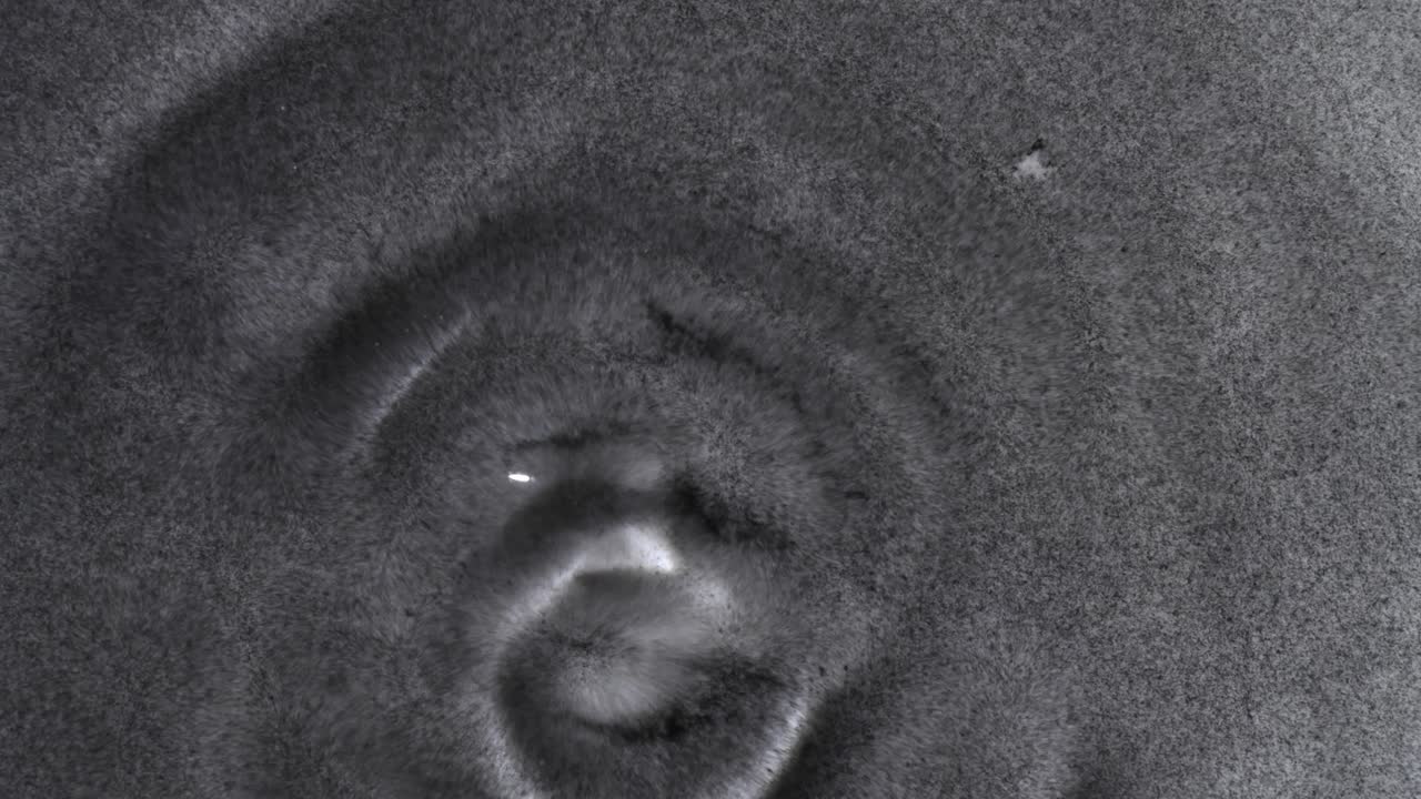 우리 고양이 새디