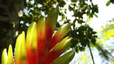 Sonneneruption-Im-Regenwald-Mit-Fokus-Auf-Wunderschöne-Bromelienblüten