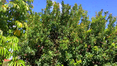 Swarm-of-bees-up-close-and-in-sky,-4,-trying-to-land-in-residential-tree,-HD