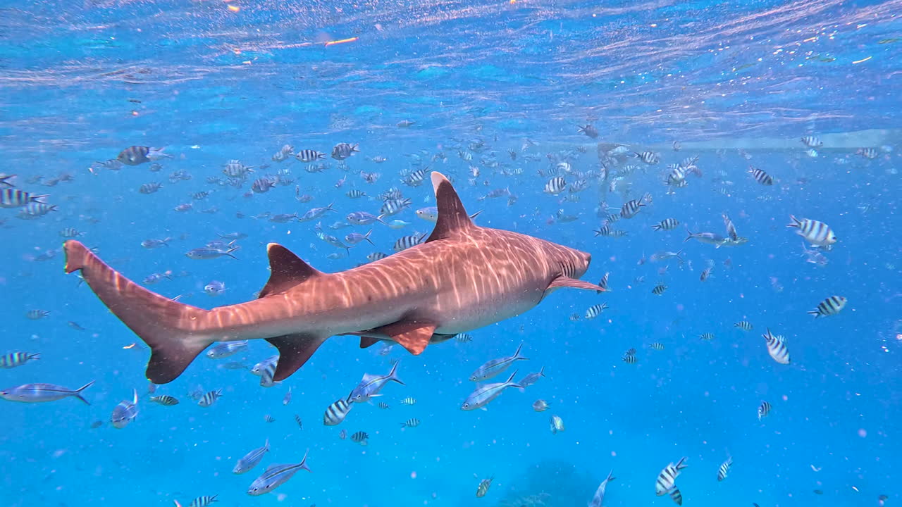 A White Tip Reef Shark in clear blue waters passing by in Fiji