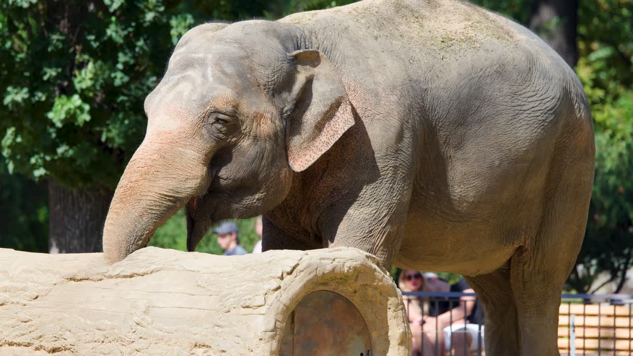 Asiatisk elefant udforsker stor træstamme med snabel i solbeskinnet udendørs zoo-habitat, statisk optagelse