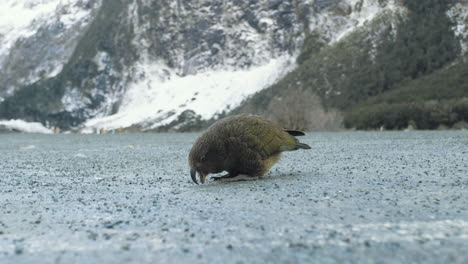 un pájaro kea raro y en peligro de extinción, el único loro alpino del mundo en nueva zelanda