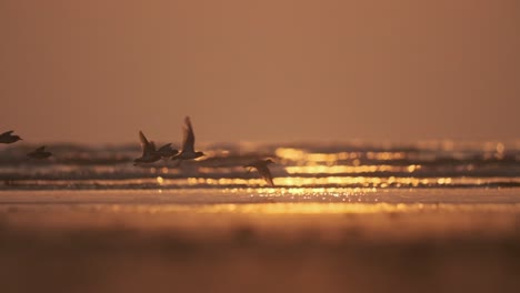 Small-shore-birds-silouhettes-taking-off-and-flying-over-a-beach-at-sunset-golden-hour-slow-motion