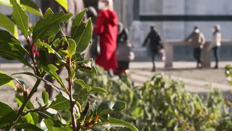 close up of a bay laurel plant growing in the city with people walking in blurry background on a sunny winter day