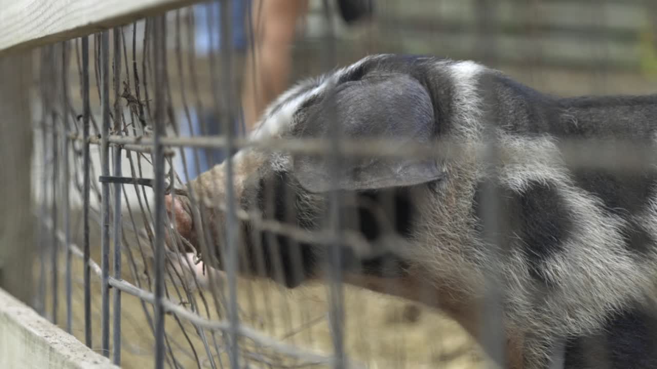 Black and white piglet looks through fence, slow motion