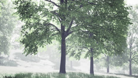 lush green trees surrounded by soft mist in a serene nature setting