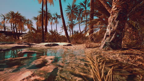 oasis verde con estanque en el desierto del sáhara