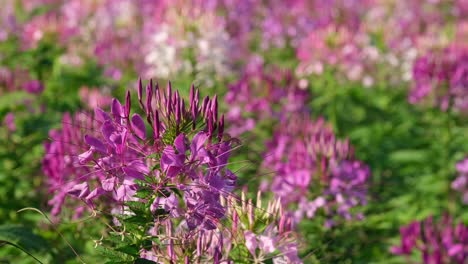 Ein-Filmmaterial-Der-Cleome-Mauve-Königin,-Cleome-Hassleriana,-Die-Sich-Im-Wind-Unter-Der-Nachmittagssonne-In-Khao-Yai,-Thailand,-Bewegt