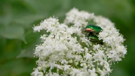 Rose-Chafer-green-beetles-eating-nectar-on-wild-flower,-close-up