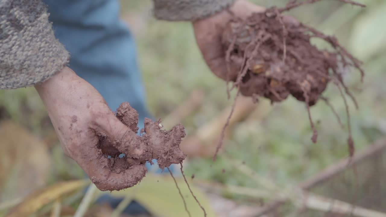 escena enfocada detallada de las manos del trabajador local con suéter gris y vaqueros azules mientras elimina cuidadosamente la suciedad de la raíz de la cúrcuma