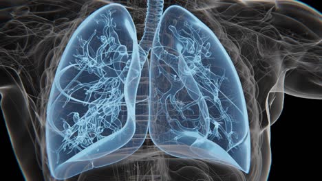 Respiratory-System-X-ray-Video-|-Human-Lung-Animation-Concept-Video-|-Lungs-Cancer-|-X-ray-Lungs-Breathing-video-in-HD