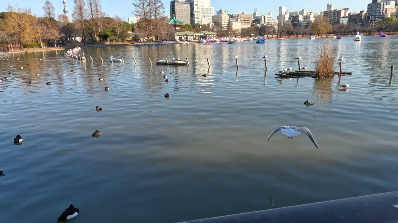 바다표범은 오리들 사이에서 물 위에 내려와 착륙합니다.