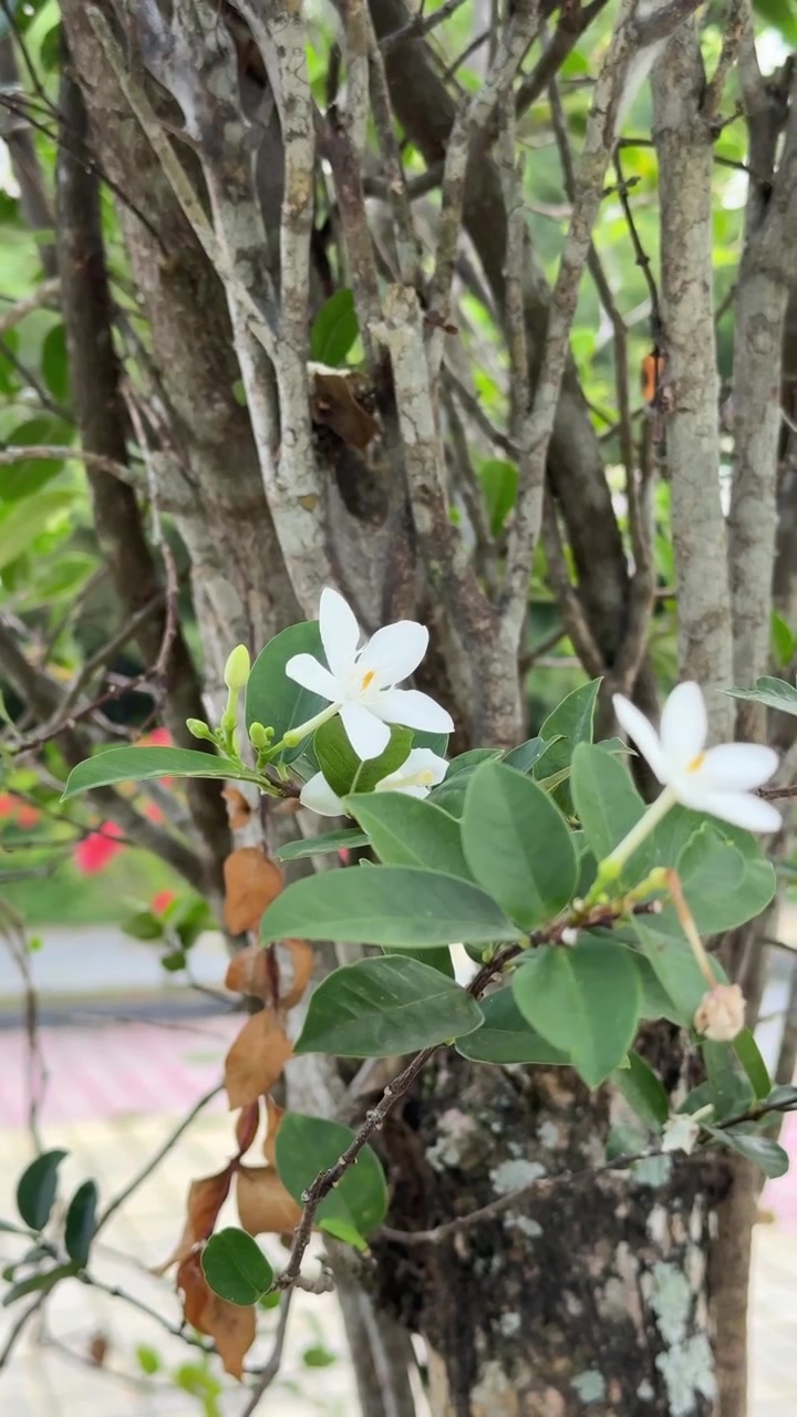 Fiori bianchi di Wrightia Religiosa che sbocciano su un ramo d'albero.