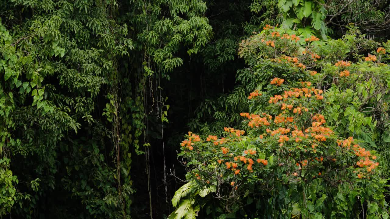 Bright clusters of orange flowers emerge along dense layers of deep green jungle leaves and tangled vines, creating a striking contrast of vivid color and lush natural textures.