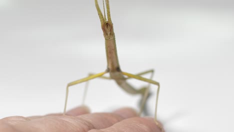 stick insect medauroidea extradentata, family phasmatidae