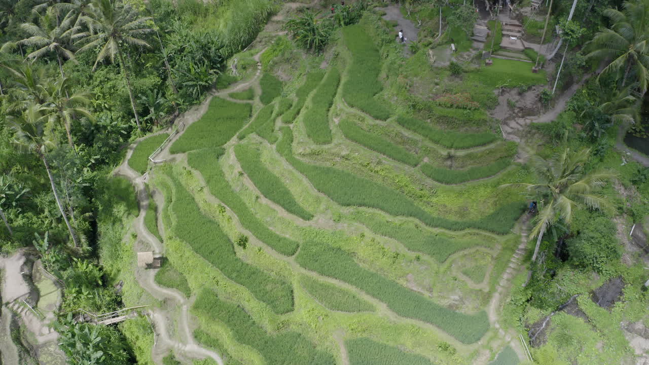 Slow pivot shot of rice terrace scenic spot with long palm trees and tourist viewpoints on a sunny day. Tegallalang, Bali, Indonesia. Aerial shot.