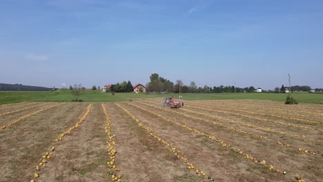 Slow-Motion-Aerial-Flight-Over-a-Mature-Field-of-Pumpkins