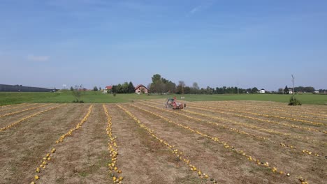 slow-motion aerial flight over a mature field of pumpkins
