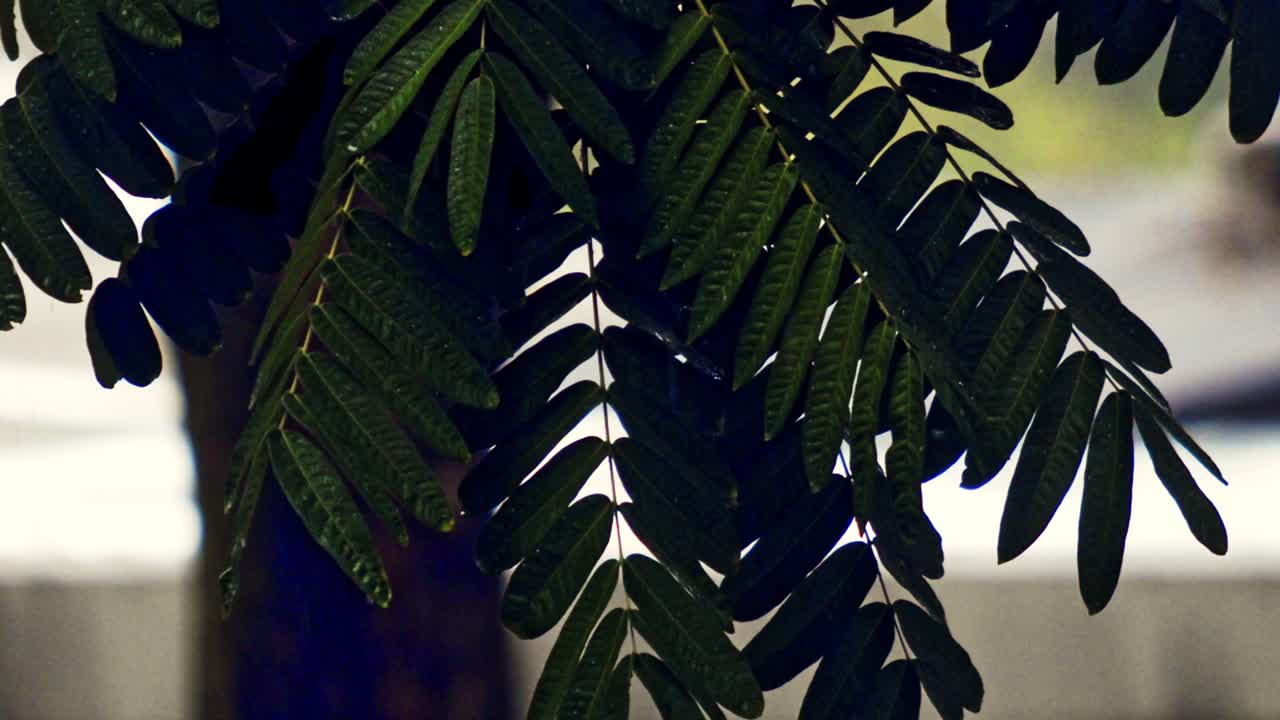 colgando hojas verdes goteando con gotas de lluvia después de una tormenta tropical - primer plano
