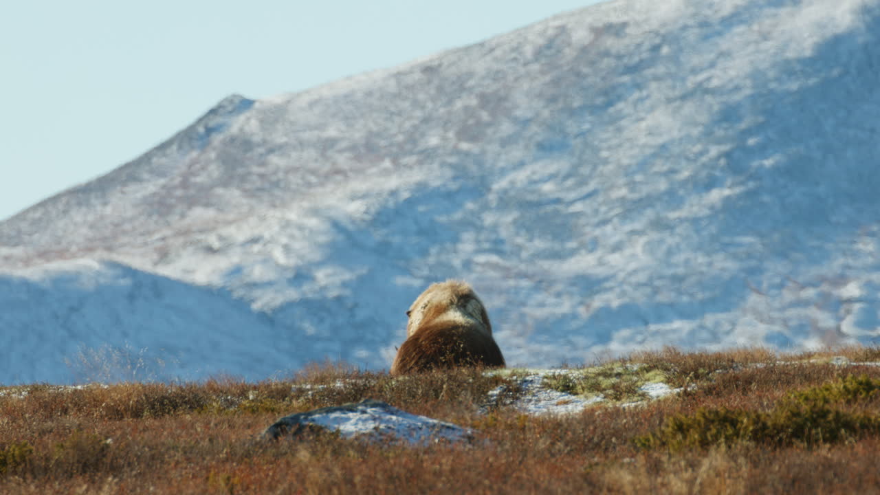 Ensam i norr – myskoxe Ovibos moschatus från Dovrefjell, Norge